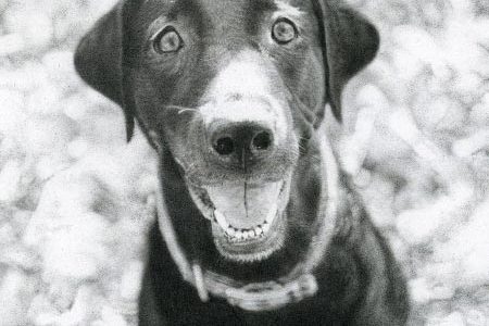 Smiling Lab